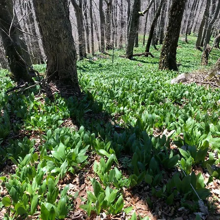 Chalet Pri Vleku. Donovaly